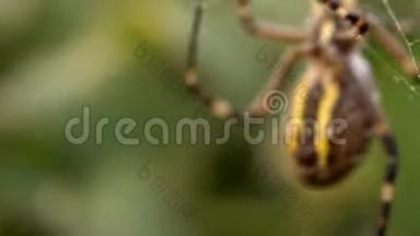 黄蜂蜘蛛阿乔普布伦吉。 有黄色条纹的球体-网状昆虫，网状图案。 草地背景，宏观<strong>视野</strong>，水平<strong>视野</strong>
